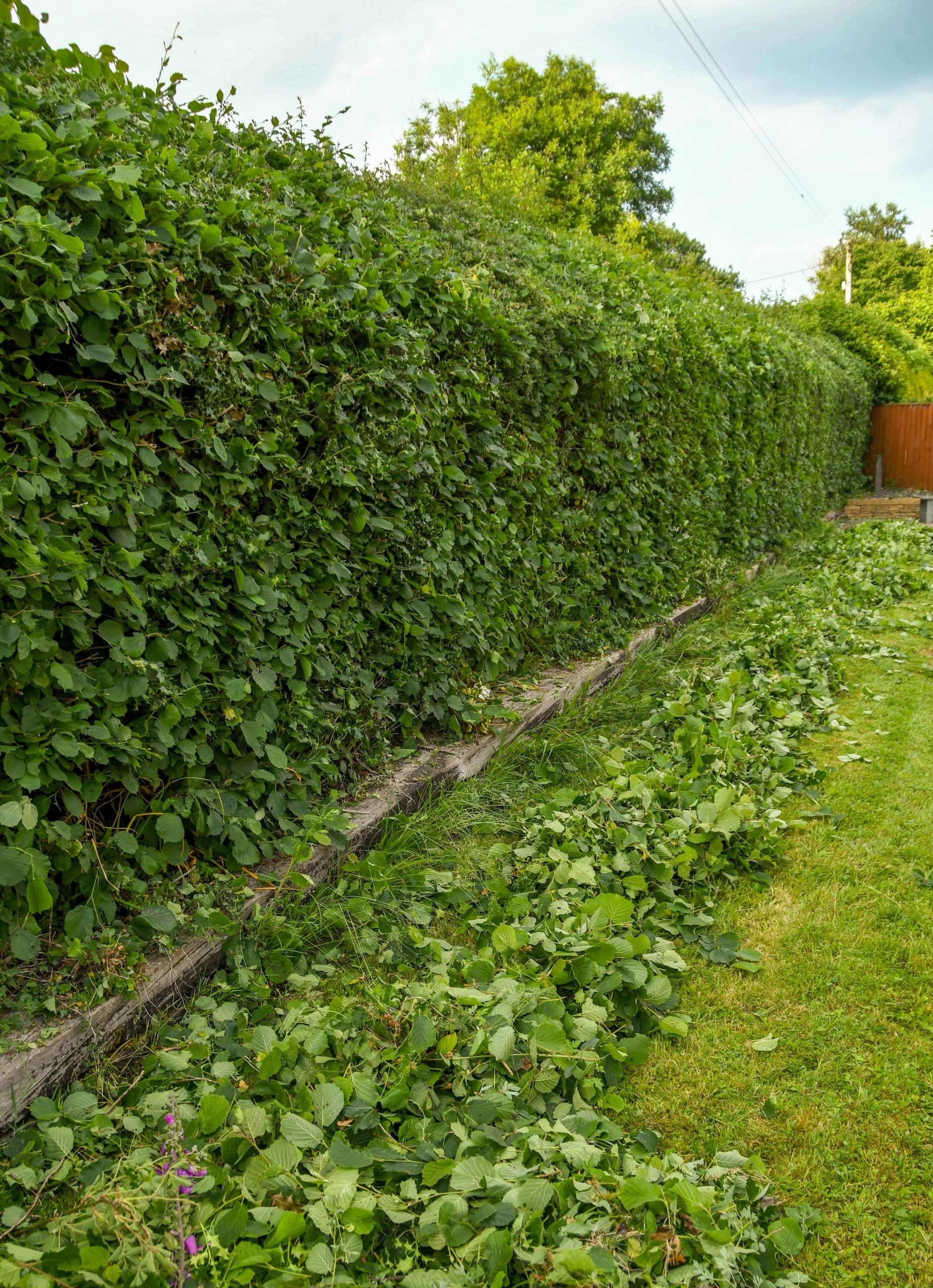 Garden Maintenance Sidcup DA15/DA14